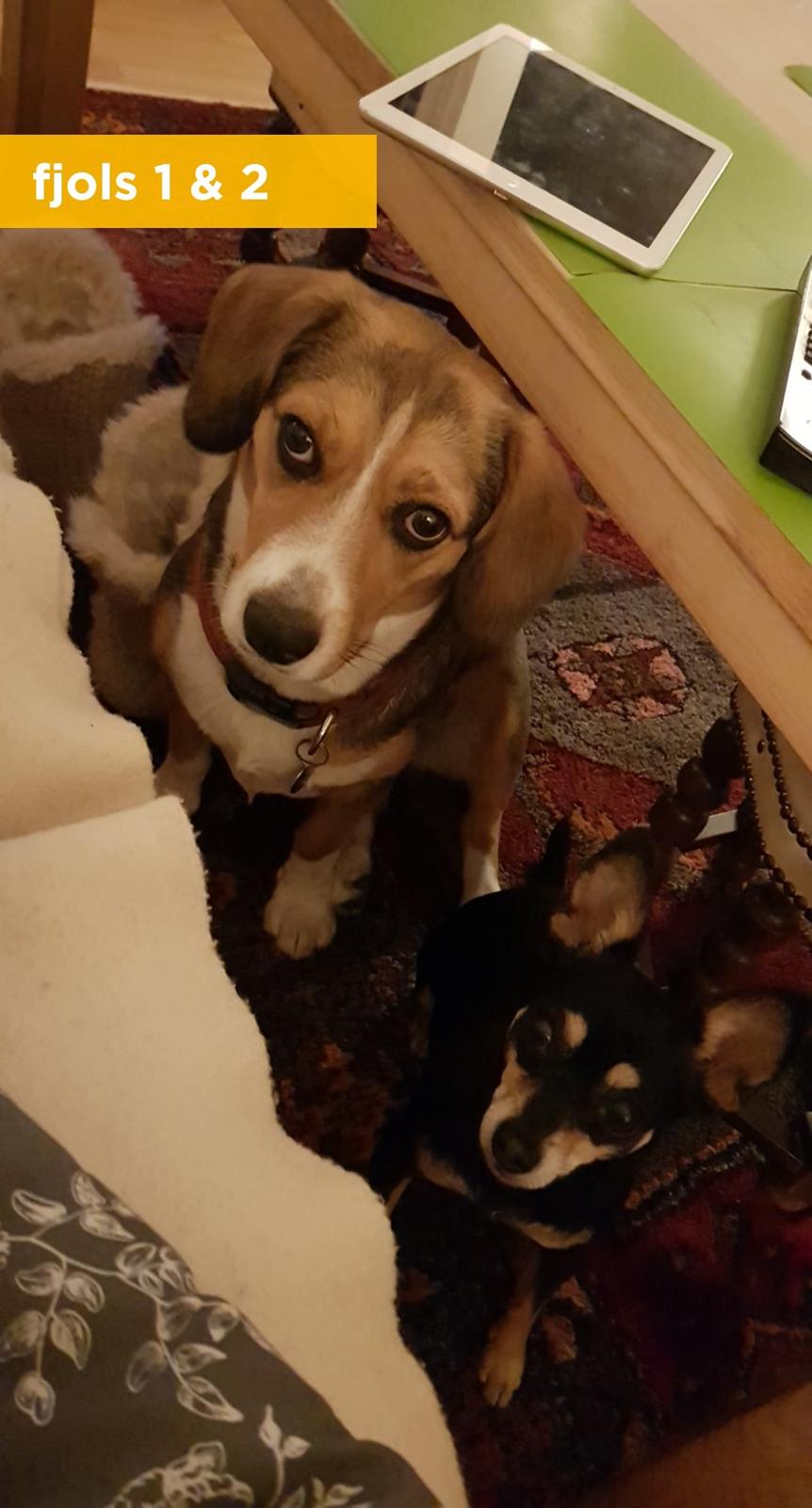 Blanding af racer Maggi billede 24