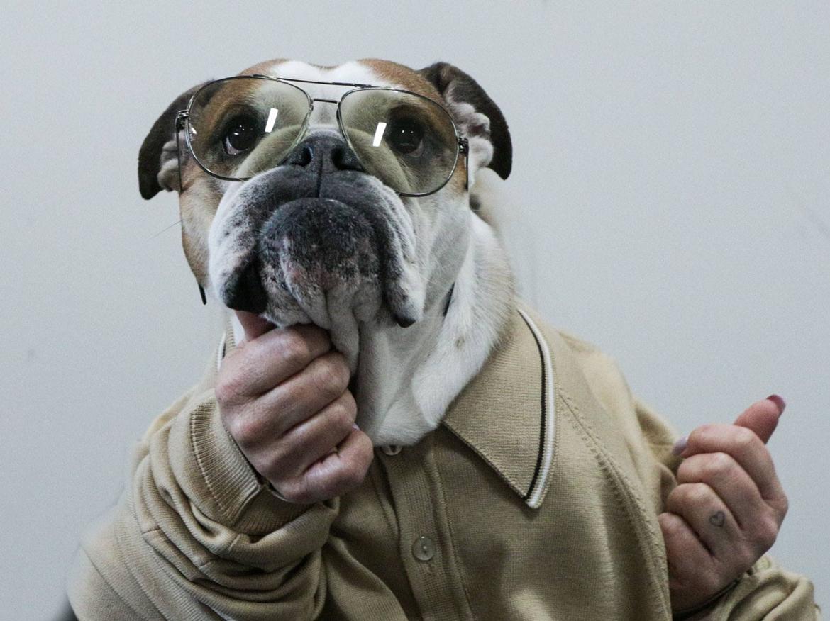 Engelsk bulldog Viola - Viola BroBizz reklame. Foto: Mats Stenberg billede 1