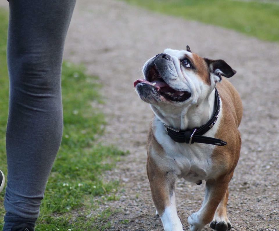 Engelsk bulldog Viola billede 3