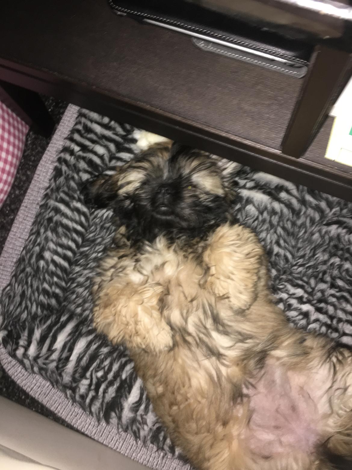 Shih tzu Mynthe billede 1