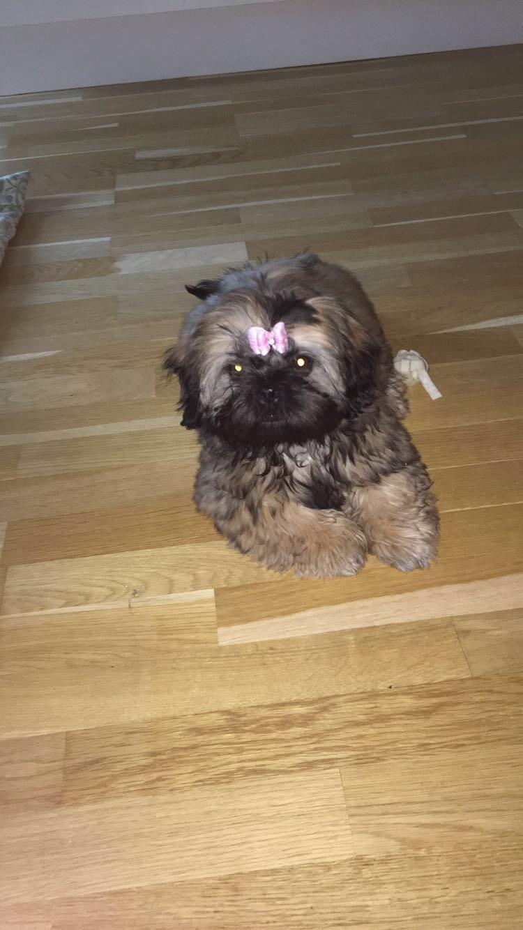 Shih tzu Mynthe billede 2