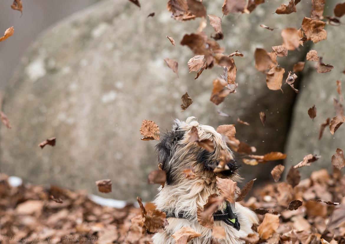 Shih tzu Mynthe billede 3