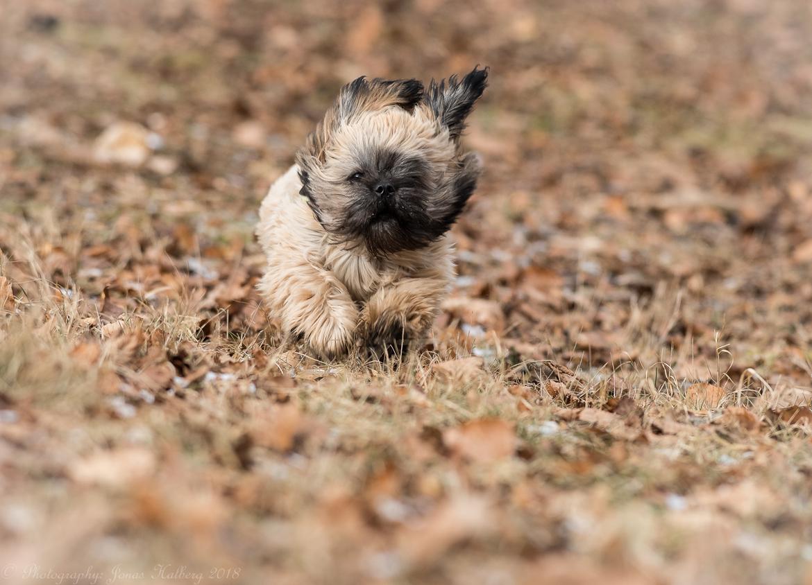 Shih tzu Mynthe billede 4