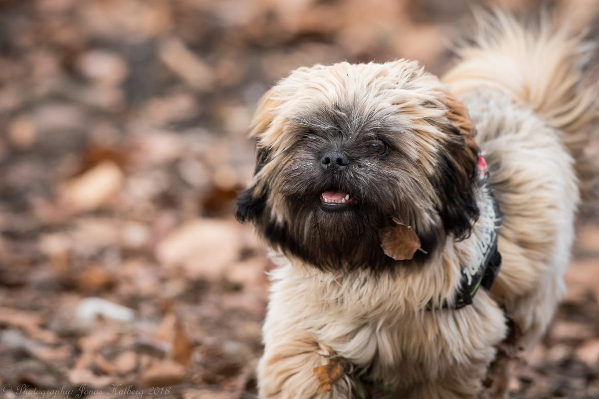 Shih tzu Mynthe billede 5