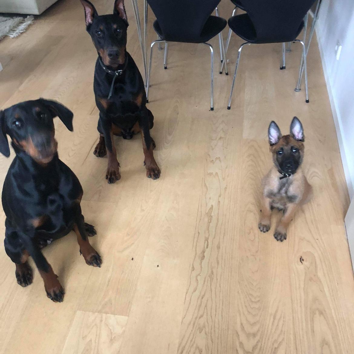 Malinois Louis billede 8