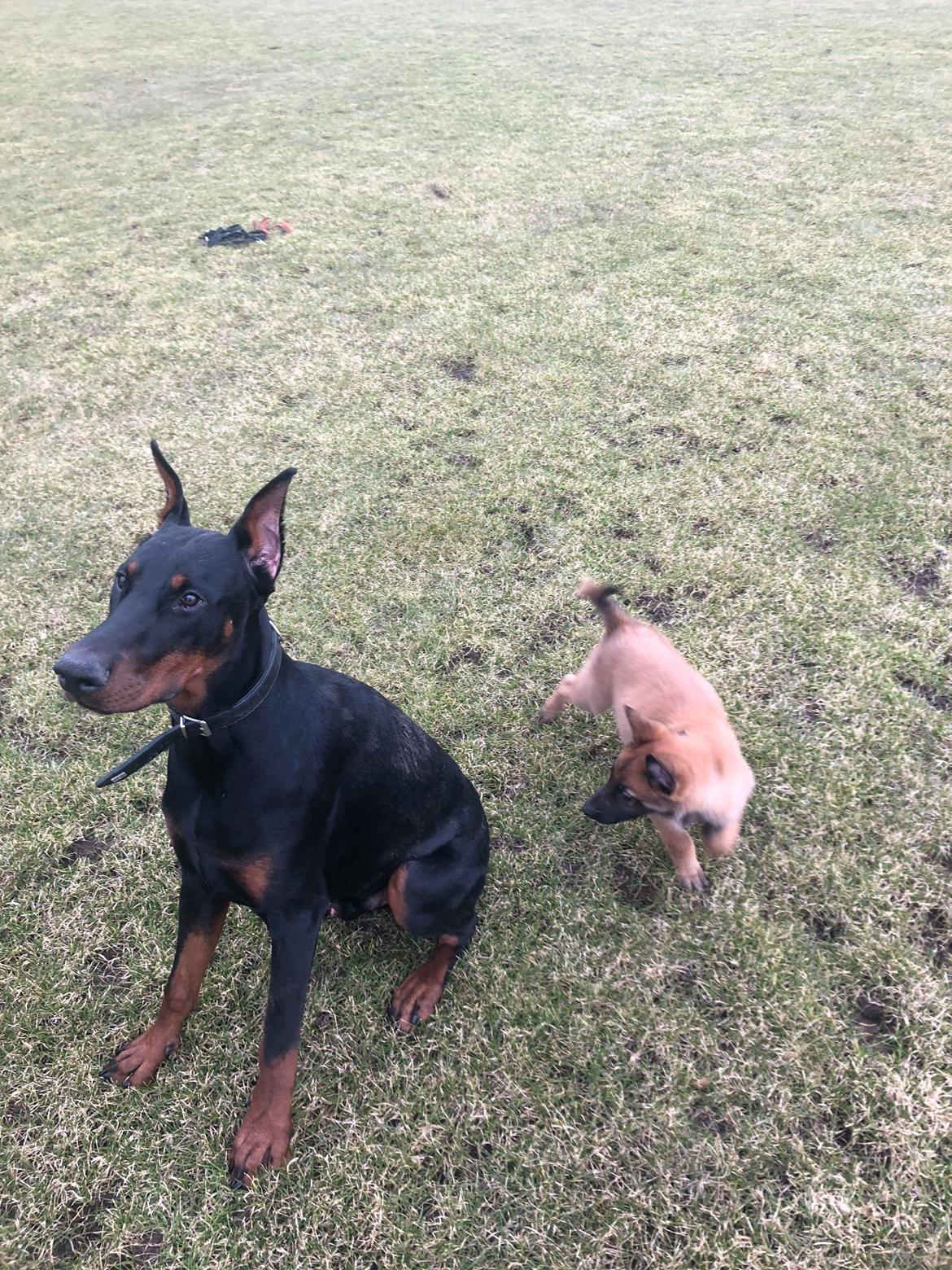 Malinois Louis billede 9