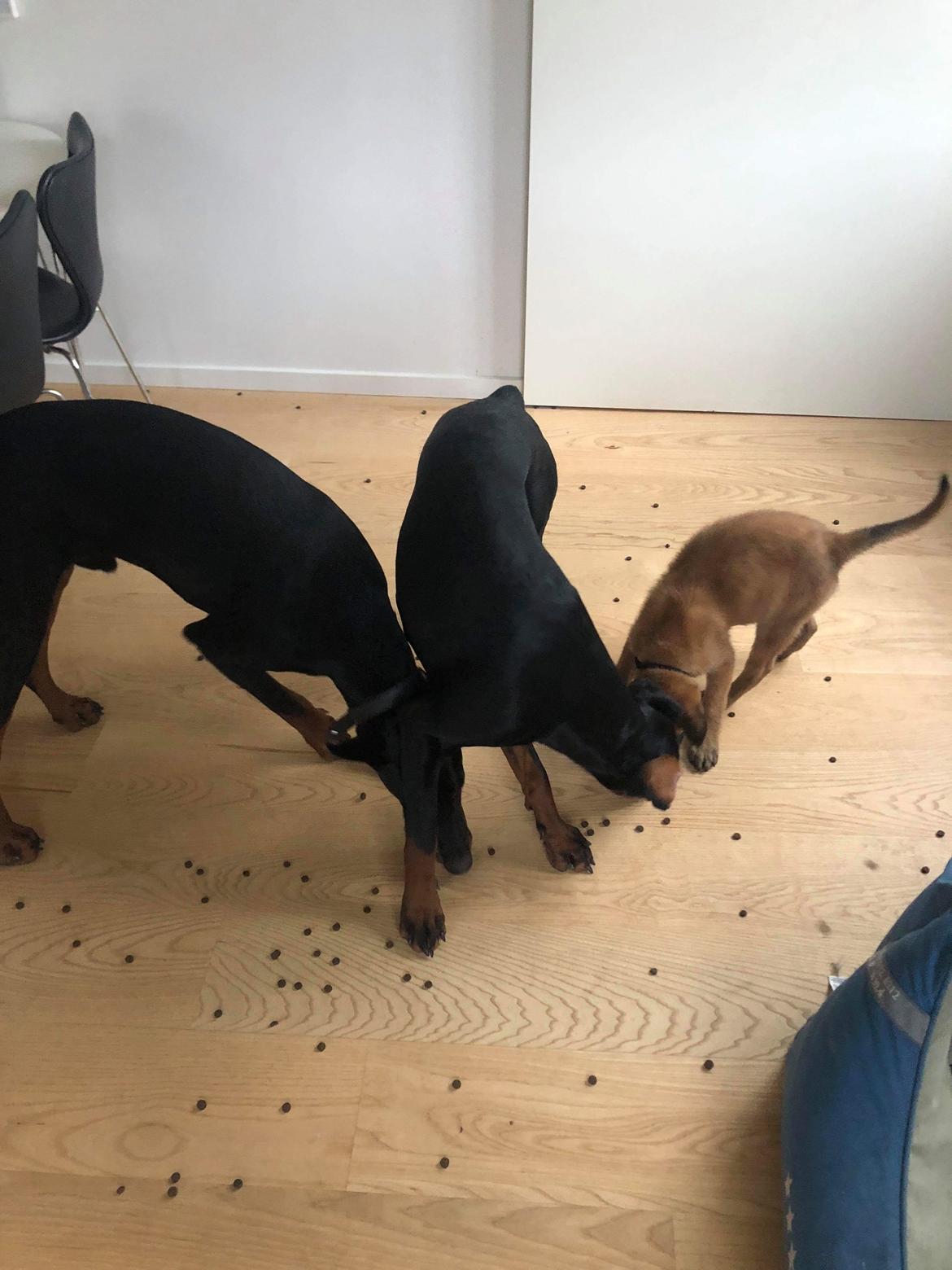 Malinois Louis billede 11