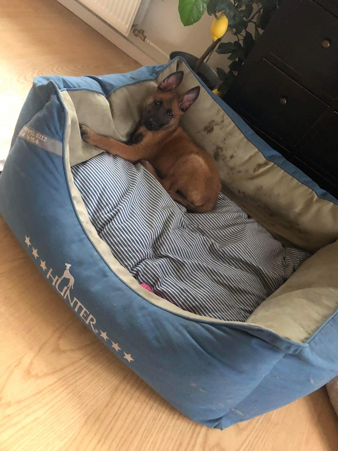 Malinois Louis billede 12