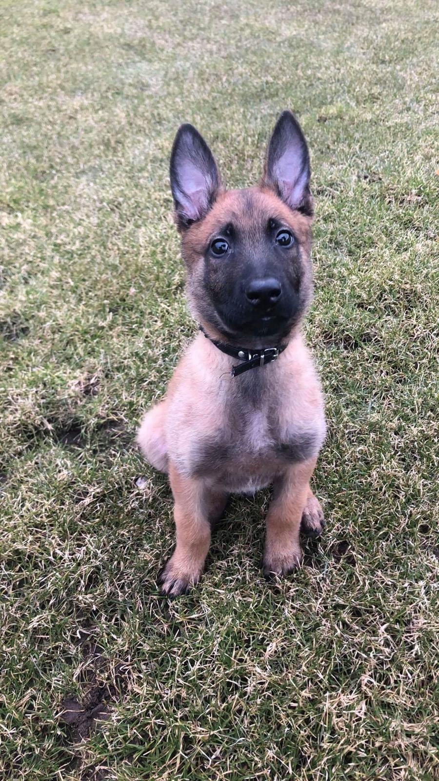 Malinois Louis billede 10