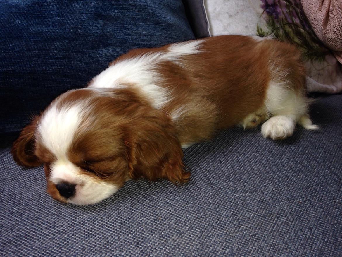 Cavalier king charles spaniel Figgo ( Colourworld's Cristopher Ewing ) billede 1