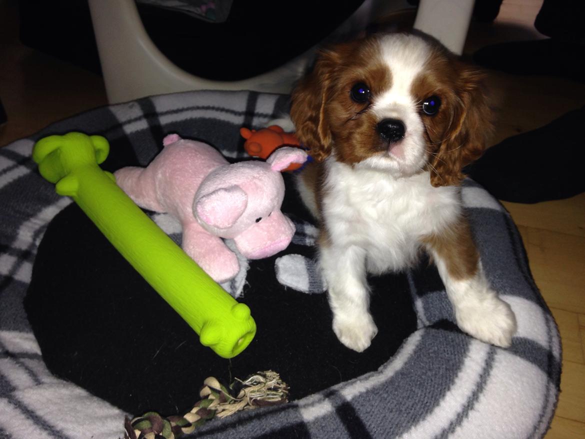 Cavalier king charles spaniel Figgo ( Colourworld's Cristopher Ewing ) billede 3