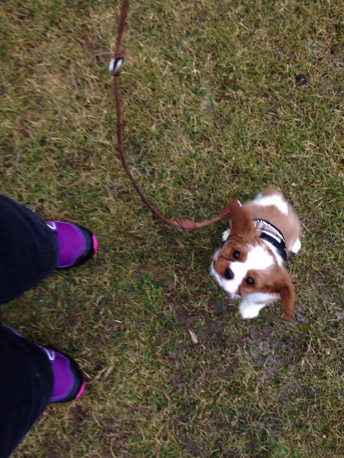 Cavalier king charles spaniel Figgo ( Colourworld's Cristopher Ewing ) billede 5