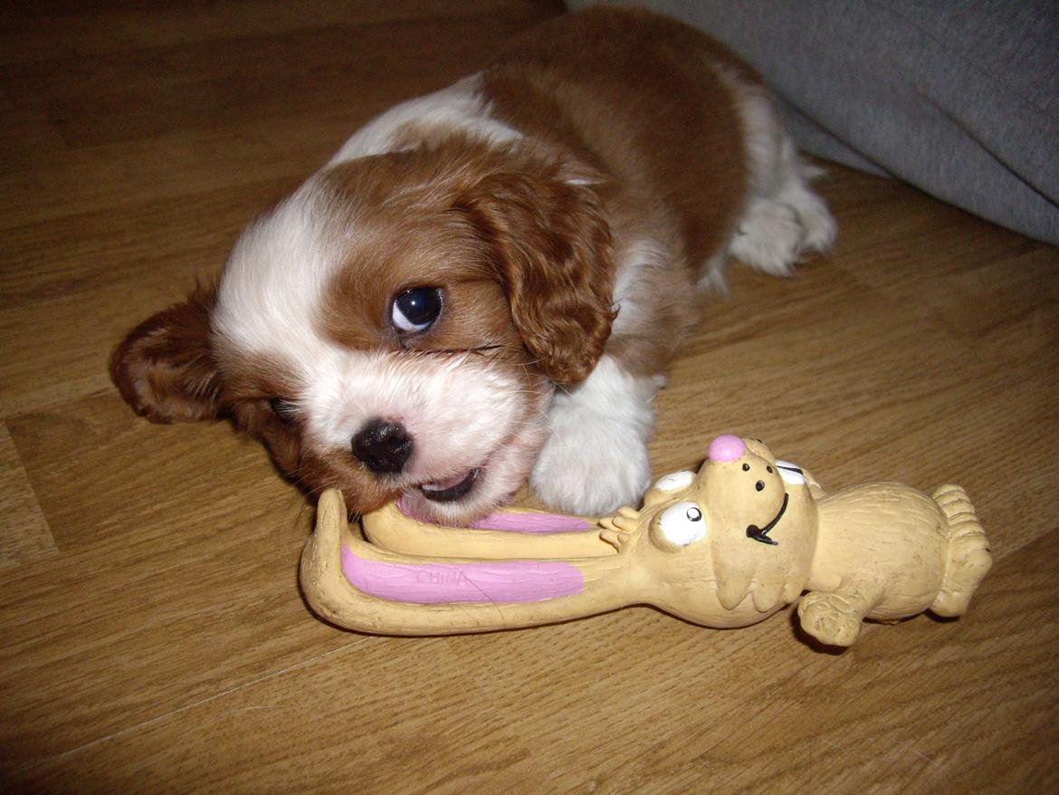 Cavalier king charles spaniel Figgo ( Colourworld's Cristopher Ewing ) billede 7