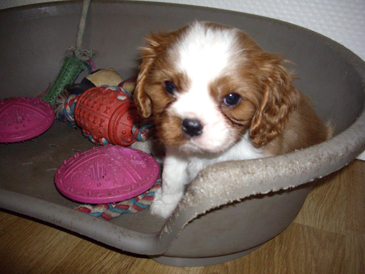 Cavalier king charles spaniel Figgo ( Colourworld's Cristopher Ewing ) billede 8