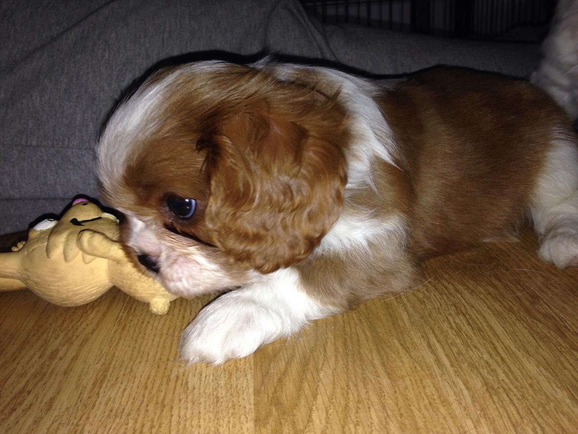 Cavalier king charles spaniel Figgo ( Colourworld's Cristopher Ewing ) billede 9