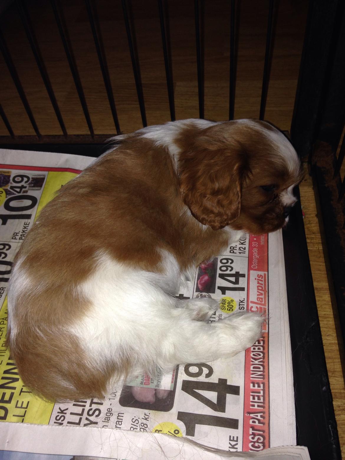 Cavalier king charles spaniel Figgo ( Colourworld's Cristopher Ewing ) billede 10