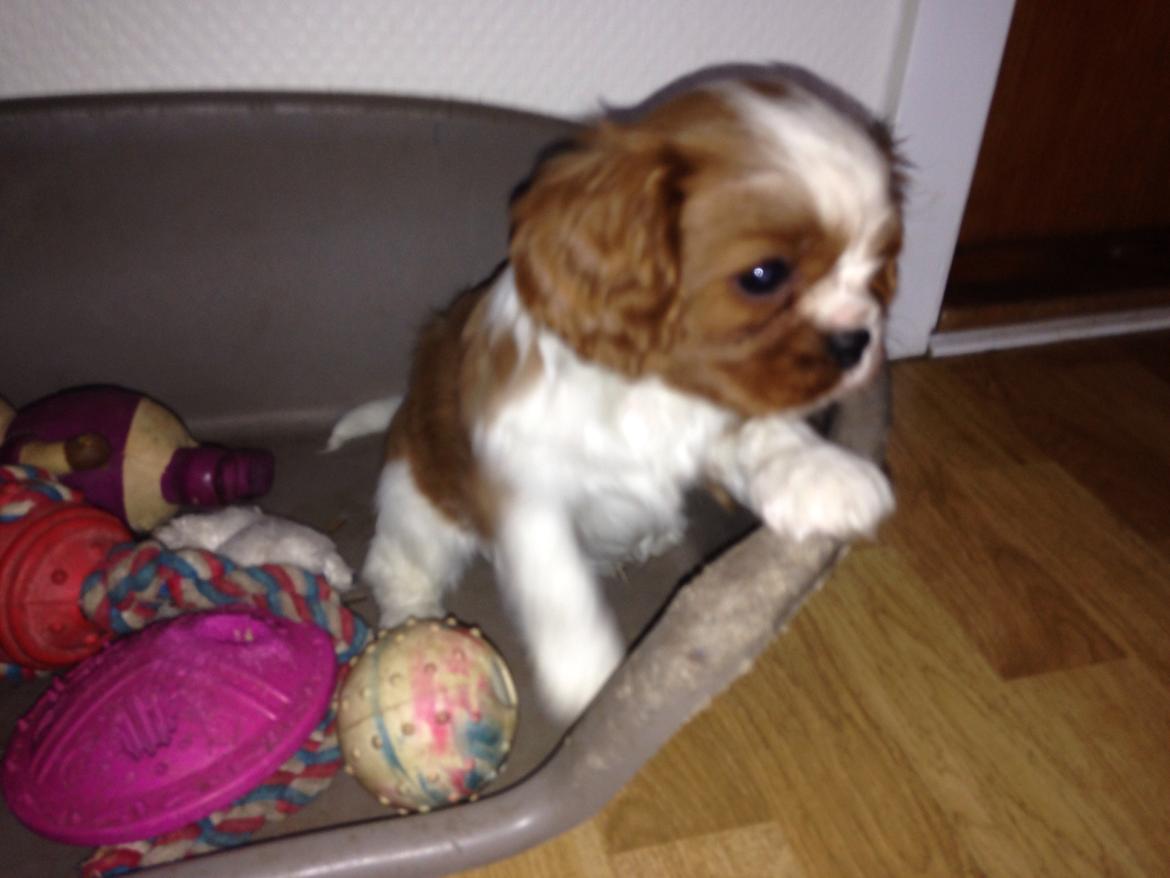 Cavalier king charles spaniel Figgo ( Colourworld's Cristopher Ewing ) billede 13