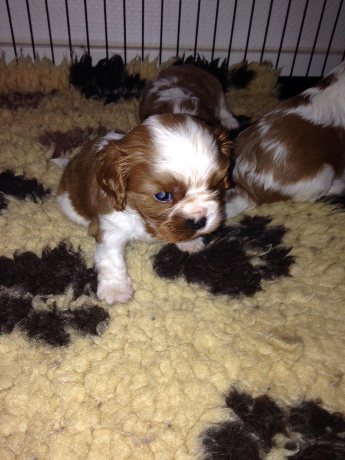 Cavalier king charles spaniel Figgo ( Colourworld's Cristopher Ewing ) billede 15