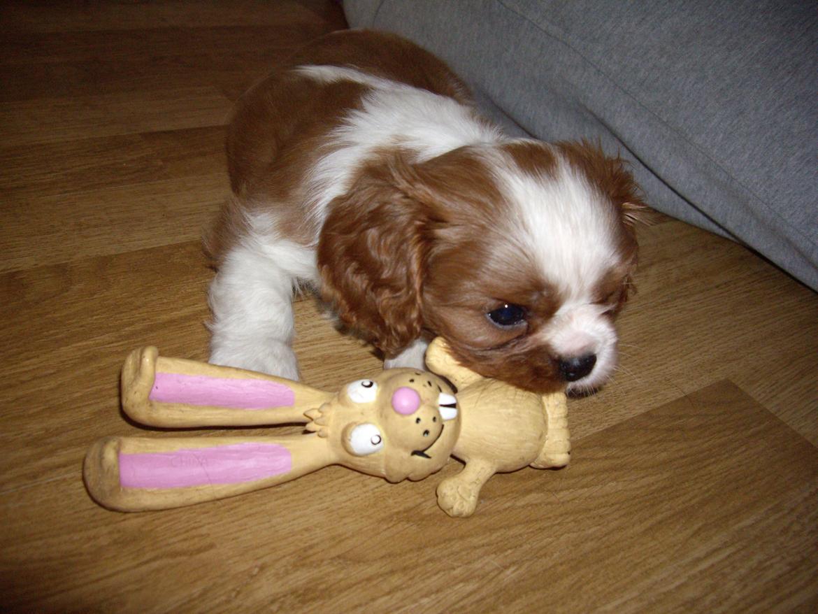 Cavalier king charles spaniel Figgo ( Colourworld's Cristopher Ewing ) billede 16