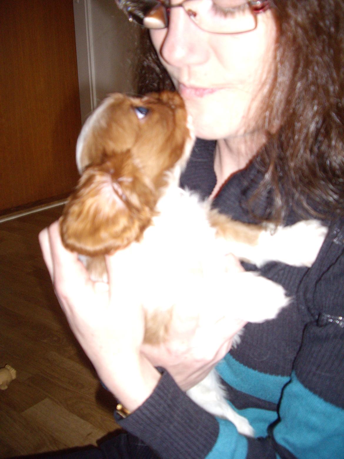 Cavalier king charles spaniel Figgo ( Colourworld's Cristopher Ewing ) billede 17