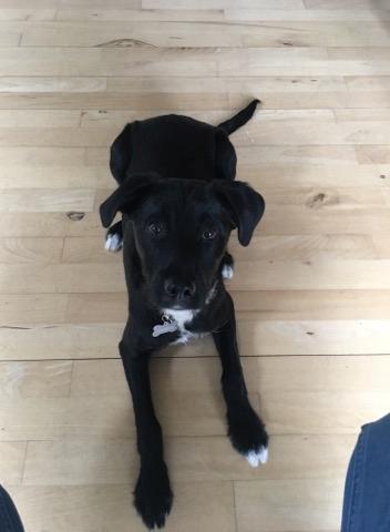 Blanding af racer Kaya billede 2