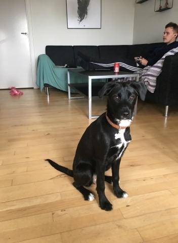 Blanding af racer Kaya billede 3