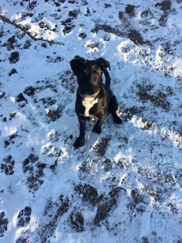 Blanding af racer Kaya billede 5