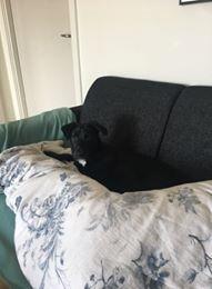 Blanding af racer Kaya billede 6