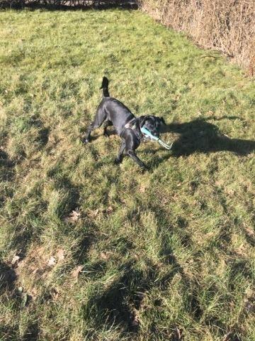 Blanding af racer Kaya billede 4