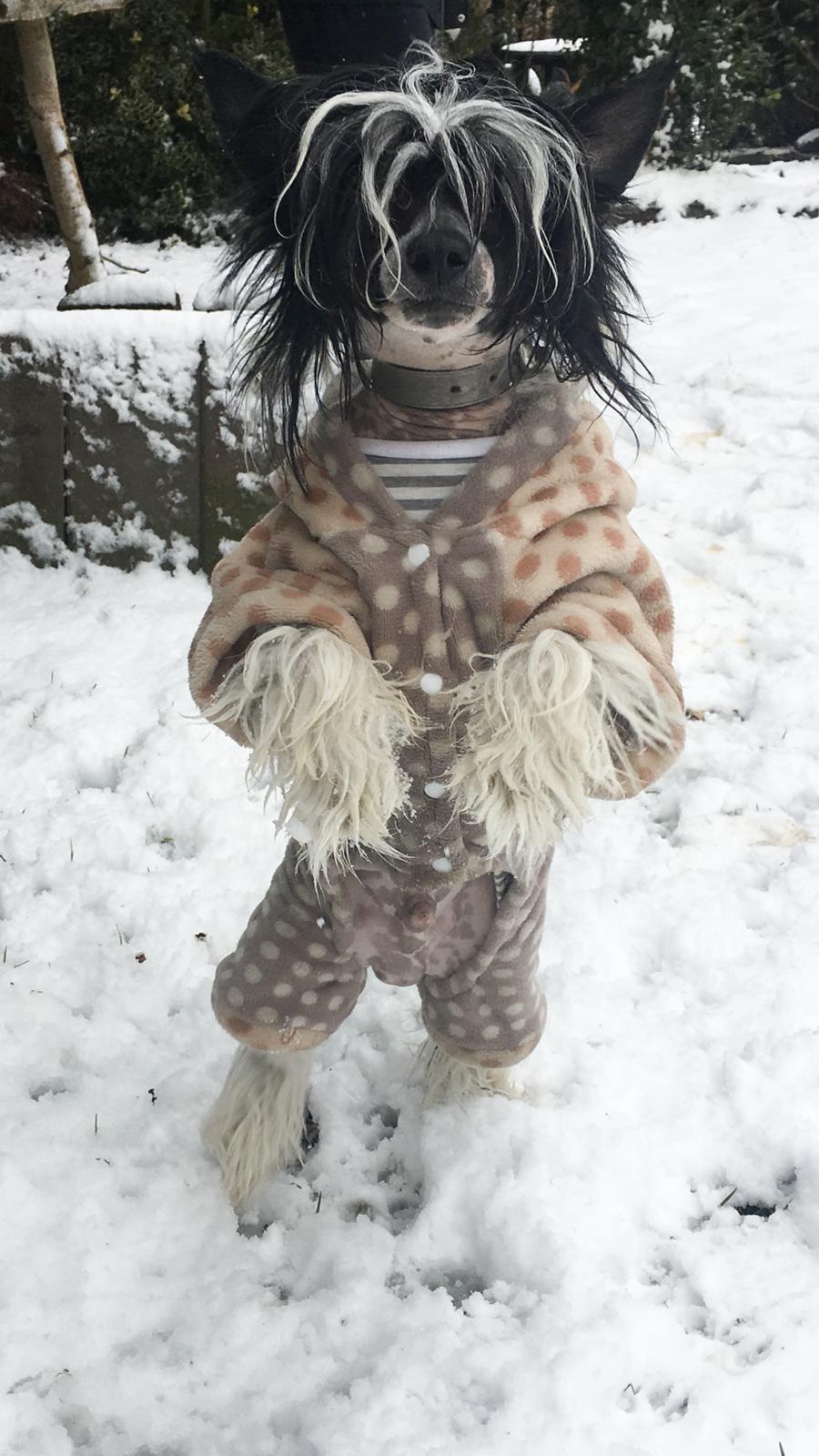 Chinese crested hårløs Jax billede 48