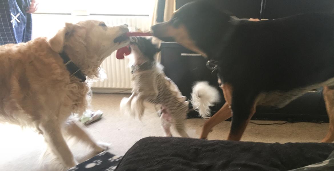 Chinese crested hårløs Jax billede 49