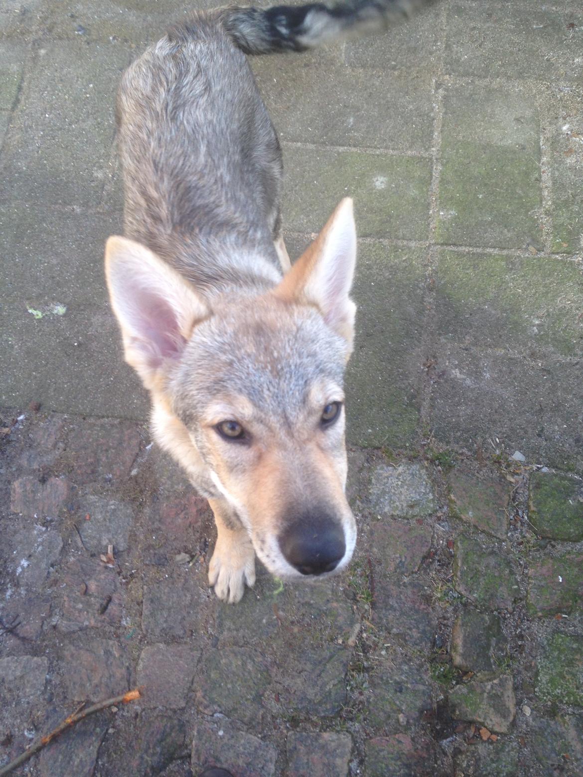 Tjekkoslovakisk ulvehund Bertrand's Gandalf billede 14