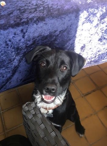 Blanding af racer Kaya billede 1