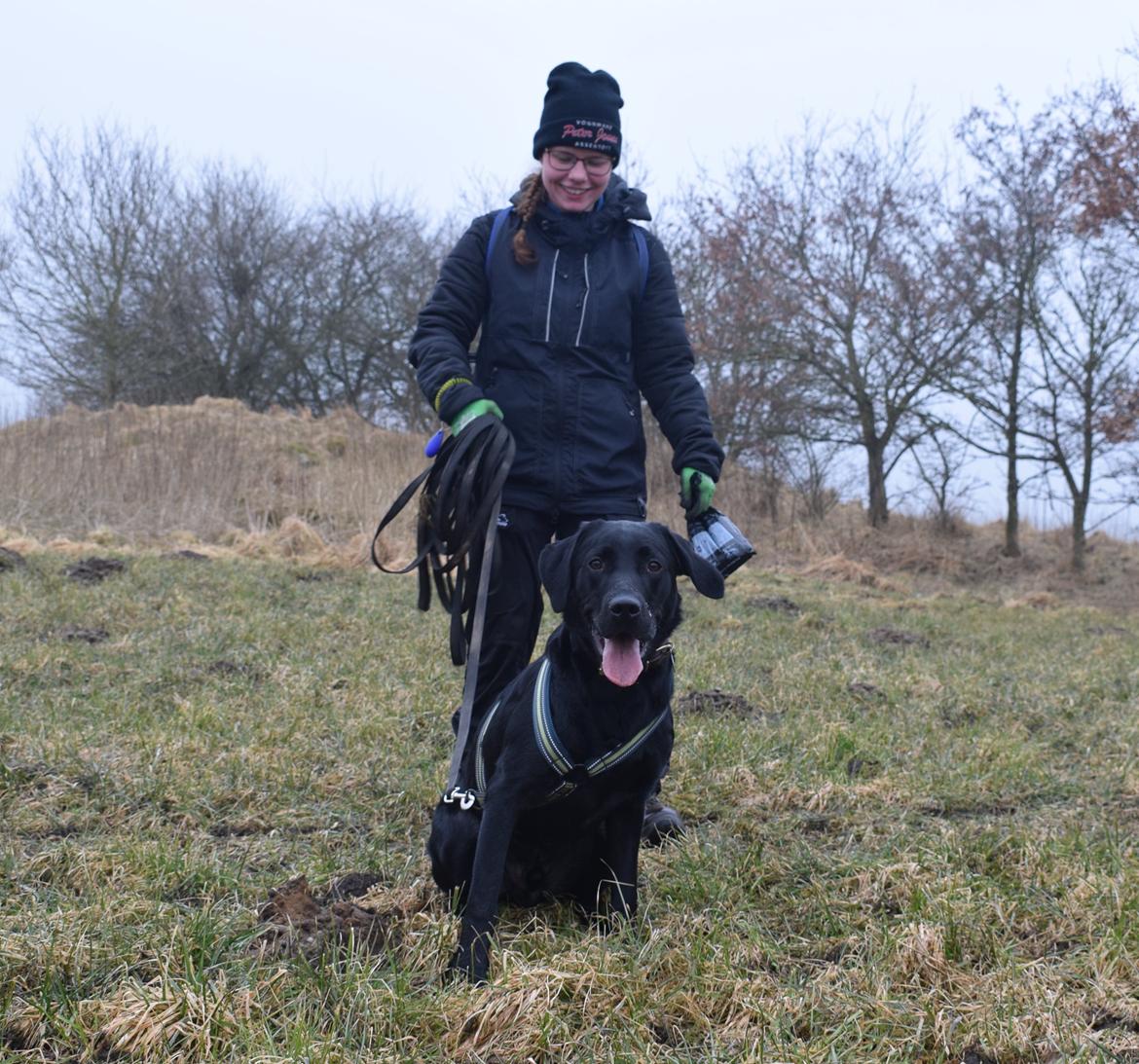 Labrador retriever Balou billede 1