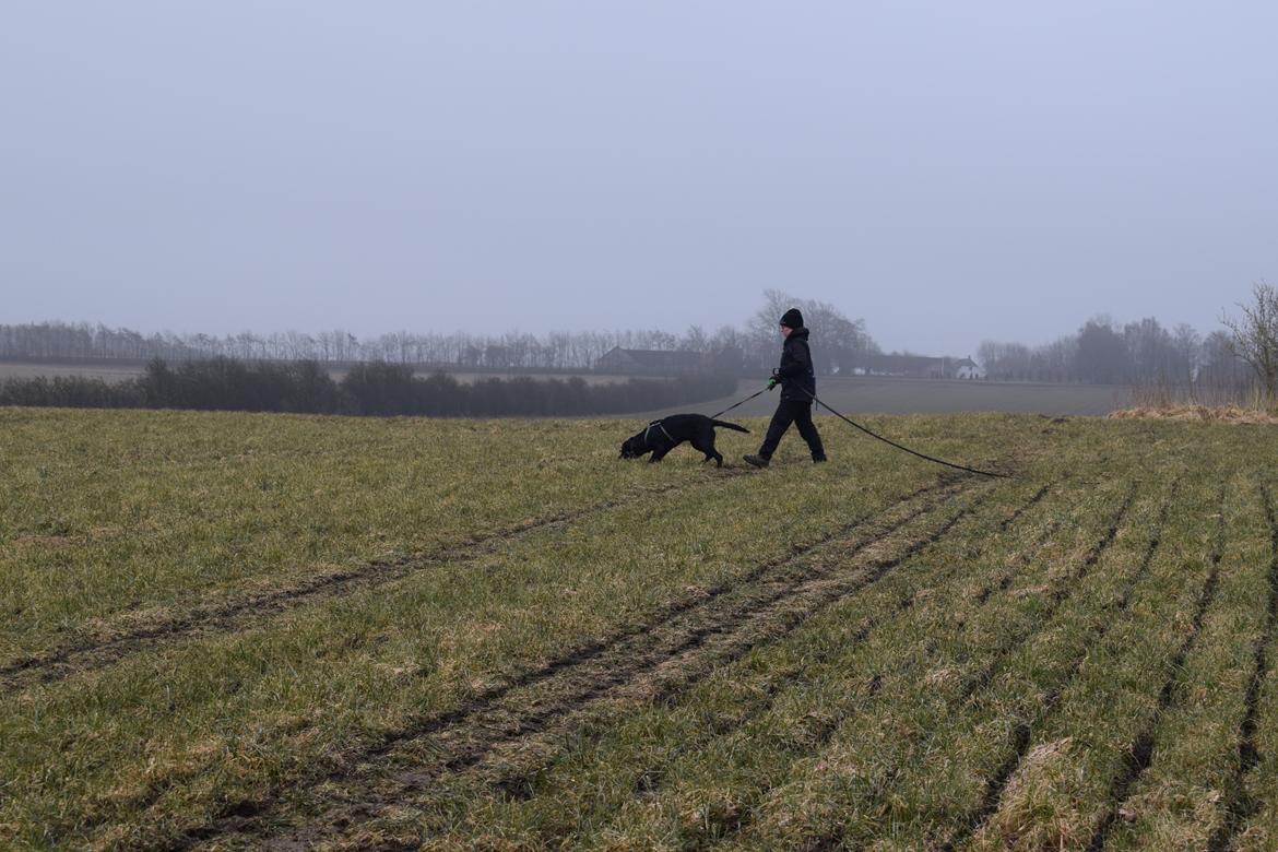 Labrador retriever Balou billede 2