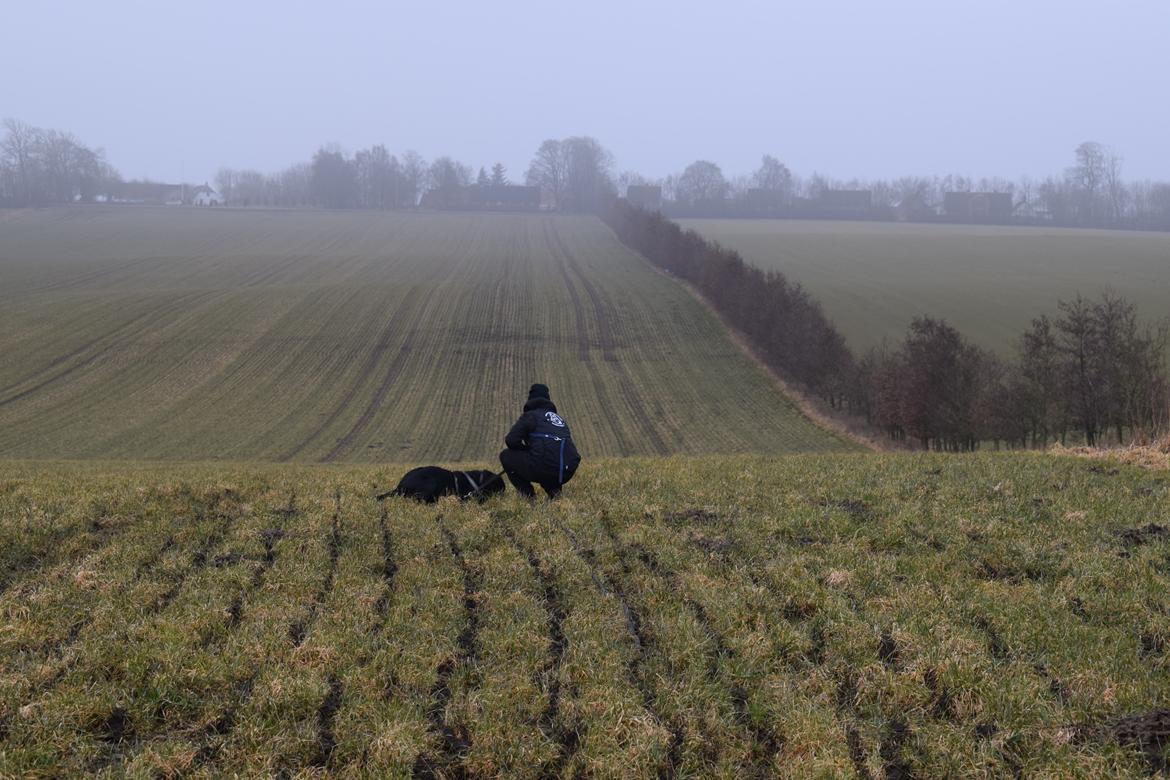 Labrador retriever Balou billede 3