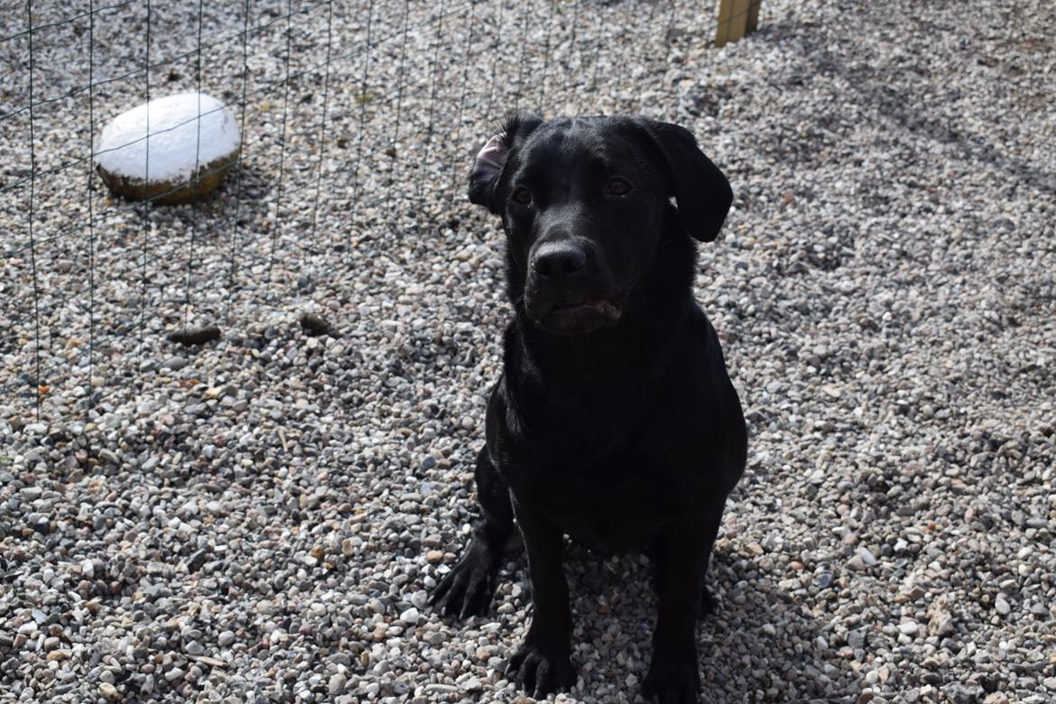 Labrador retriever Balou billede 4