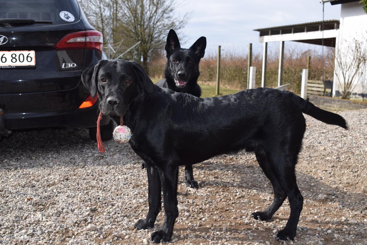 Labrador retriever Balou billede 5