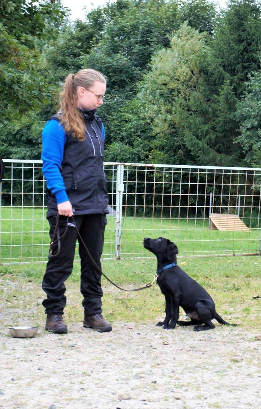 Labrador retriever Balou billede 6