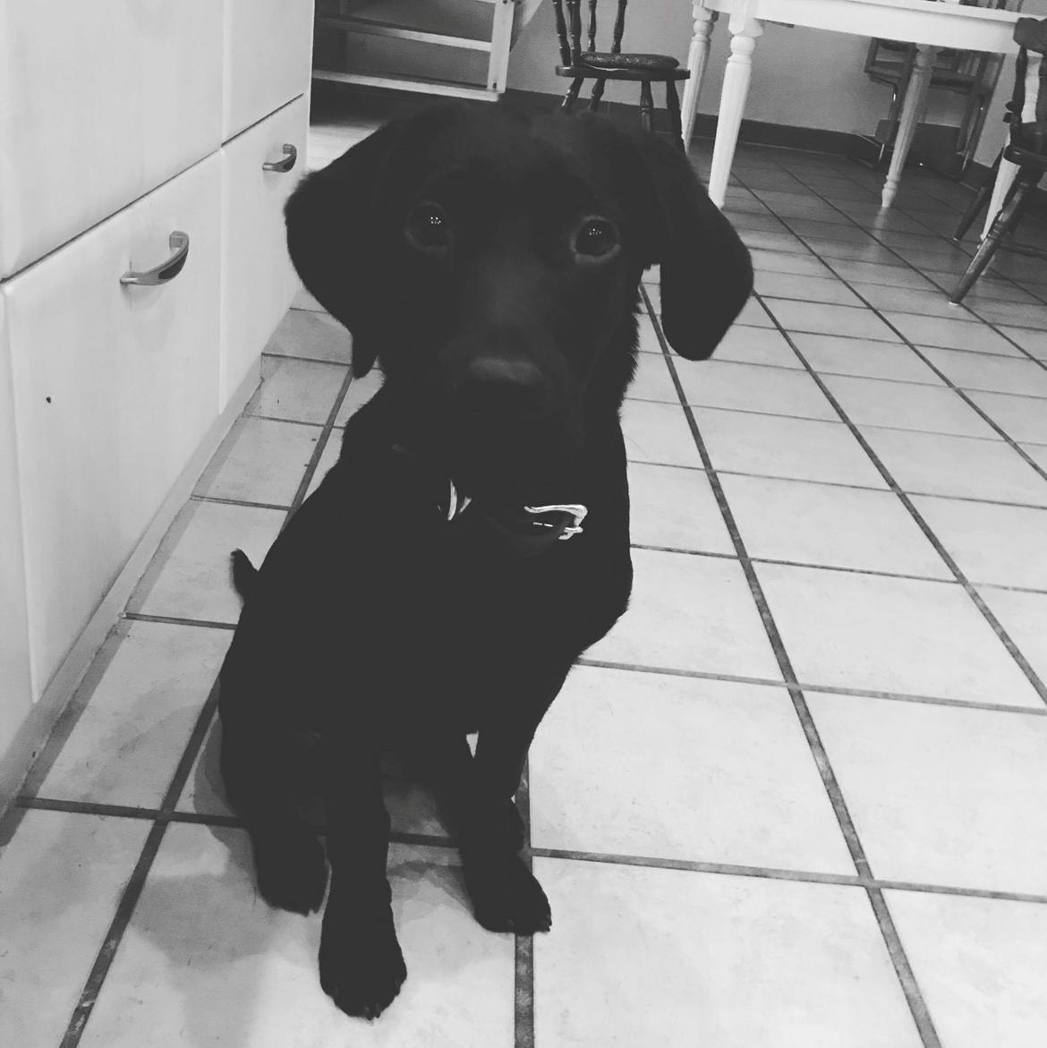 Labrador retriever Balou billede 8