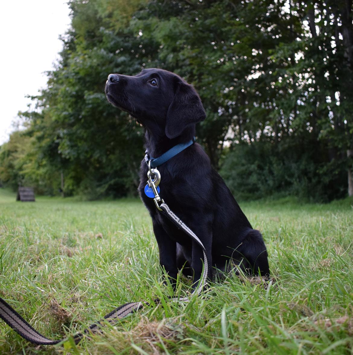 Labrador retriever Balou billede 9