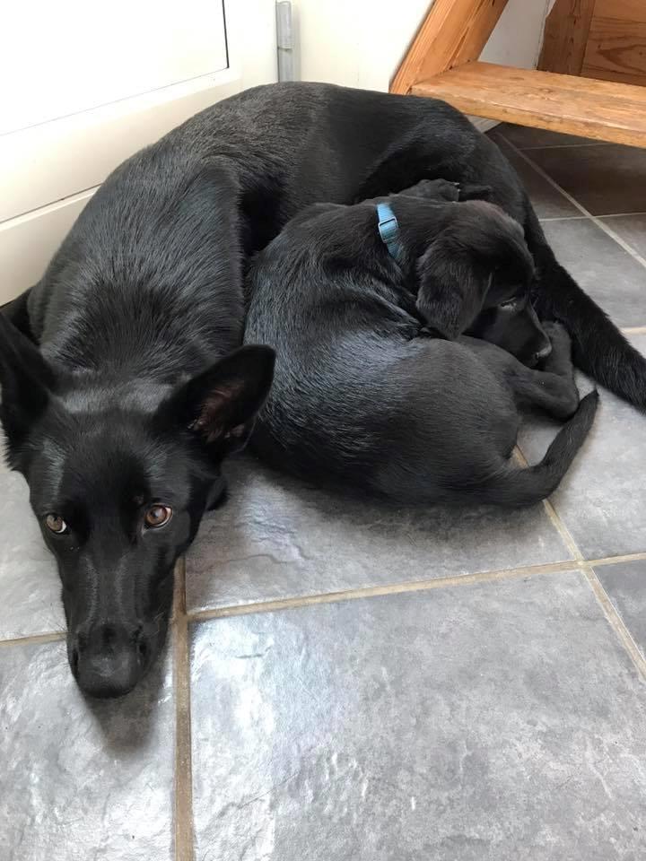 Labrador retriever Balou billede 11