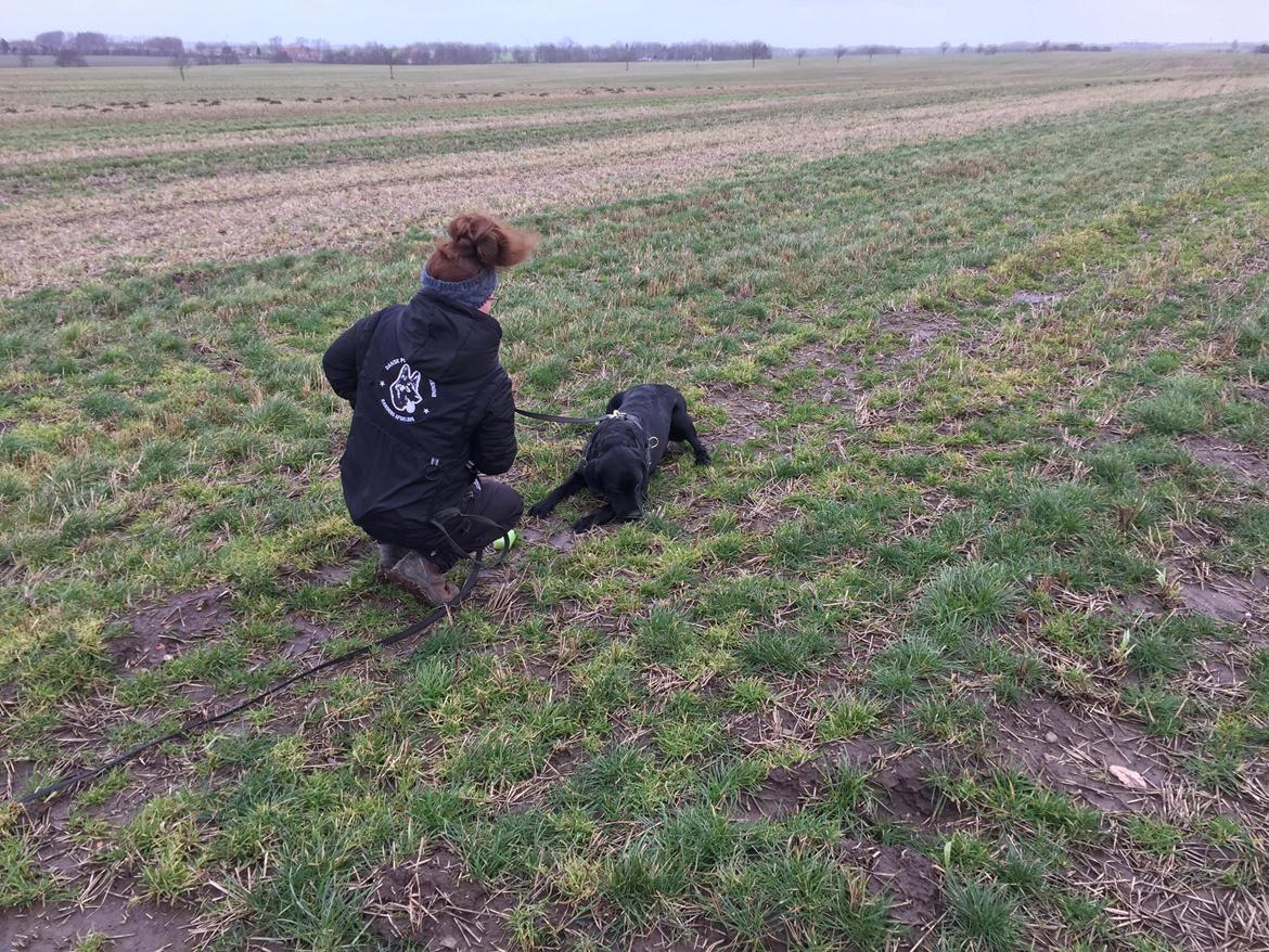 Labrador retriever Balou billede 12