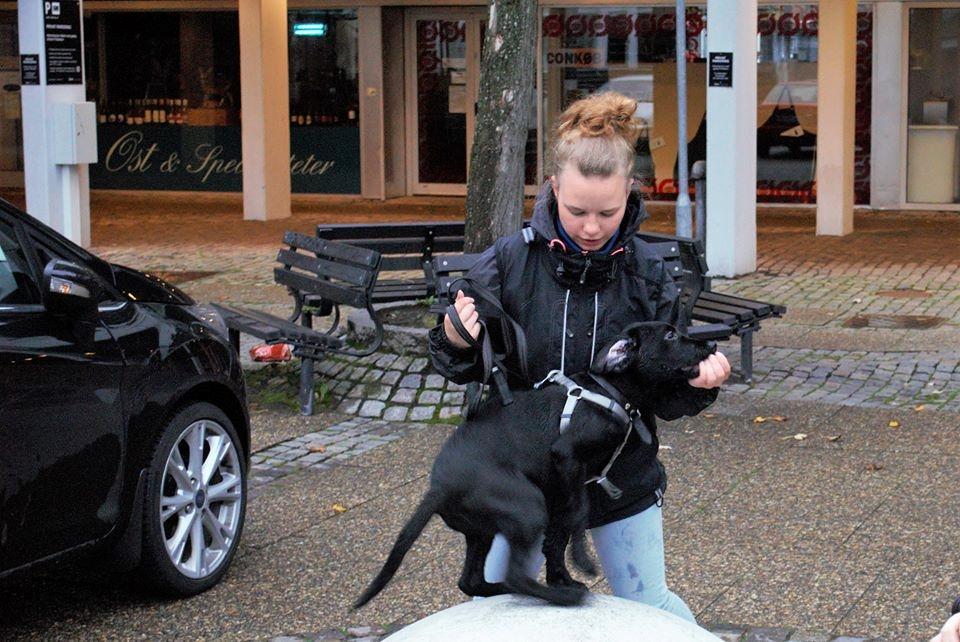 Labrador retriever Balou billede 13