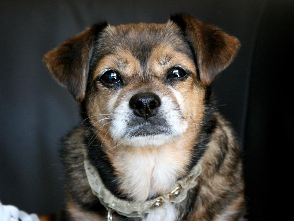 Blanding af racer Lilly - Lilly på hendes 14 års fødselsdag billede 23