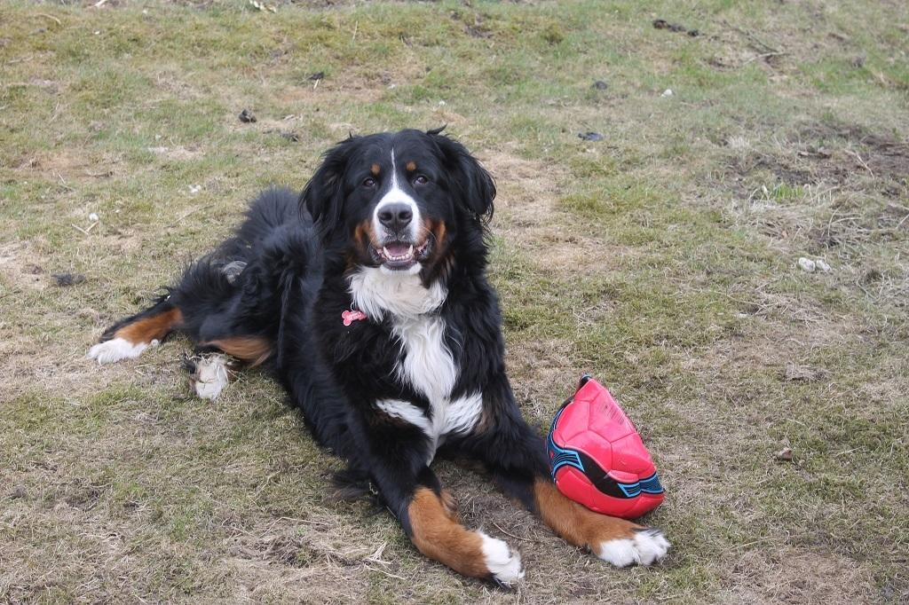 Berner sennenhund lillefix billede 1