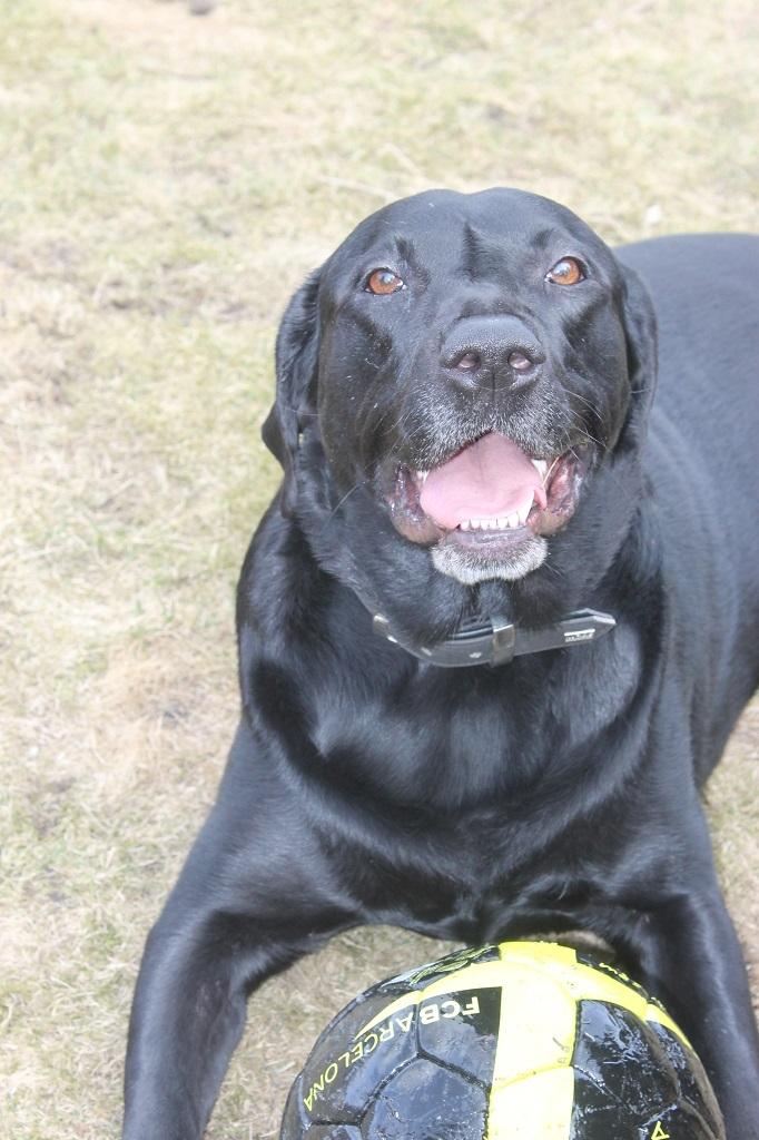 Labrador retriever Obelix billede 3