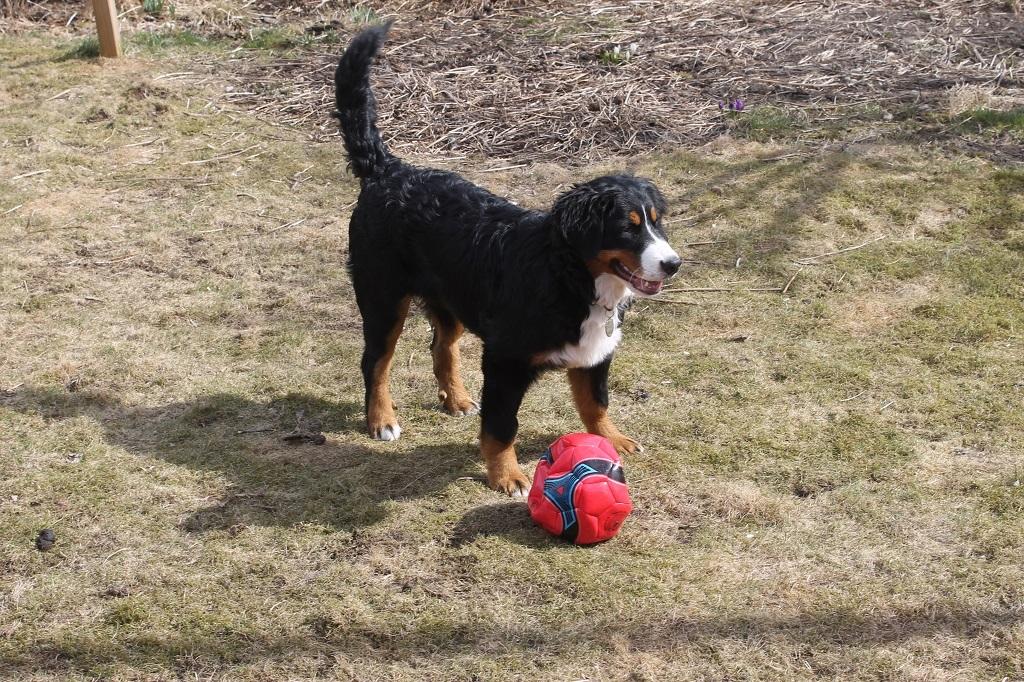 Berner sennenhund Mini billede 13