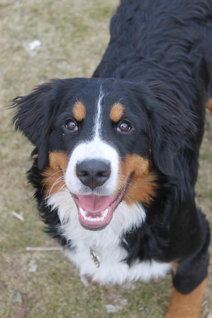 Berner sennenhund Mini billede 12