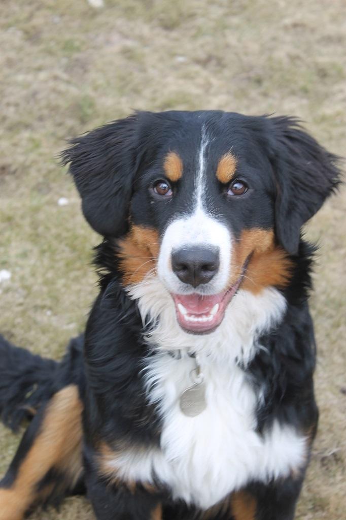 Berner sennenhund Mini billede 11